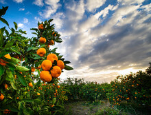 Tangerines Ready To Be Picked In Cloudy Sky In Tangerine Orchards, Winter Fruit