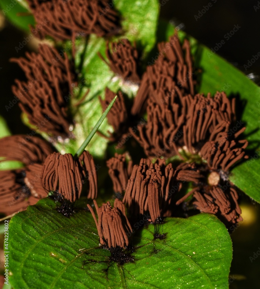 Stemonitis Splendens Stock-Foto „Stemonitis splendens, commonly known as the chocolate tube ...