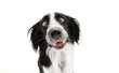 © Sandra - Funny loved border collie dog lookig with heartwarming eyes. Isolated on yellow colored background