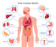 © Vikivector - Internal human body organ location scheme infographic visual, teaching aid, study guide vector