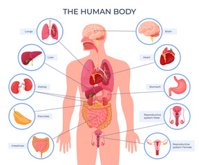 internal human body organ location scheme infographic visual, teaching aid, study guide vector