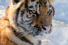 The Face Of A Young Tiger Is Covered With Sparkling Snow.