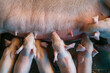 © Cavan Images - Aerial view of a group of piglets suckling a sow on a farm