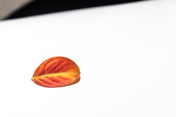 Wall Mural - red autumn leaves with bright colors
