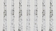 © RocknRoller Studios - Silver Birch Illustration. Nature Background.