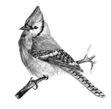 Blue Jay, Realistic Pencil Hatched Drawing, Hand-drawn Black-and