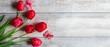 © Infinity - Tulips in a field of tulips. Bright tulips. Colorful tulips flower in the garden. Three beautiful tulips on background. Banner. Copy space