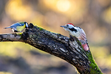 A middle-spotted woodpecker in a little forest at the Mönchbruch pond looking for food on a branch of a tree at a sunny day in winter. Beautiful blurred bokeh caused by the sun shining through trees.