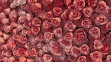 Beautiful Flowers Arranged To Create A Pink Wall. Colorful, Vibrant Background Formed From Romantic Roses. 3D Render