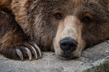 a brown bear (ursus arctos) is seen lying on a rock in its enclosure at a zoo