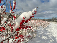 Snow & Holly Berries