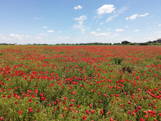 Meadow of common poppy -  Papaver rhoeas. Wonderful field of blooming red flowers. Beautiful landscape, horizon and blue sky in the background