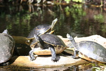 Turtles On A Log