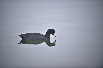 Wall Mural - American Coot - Fulica americana