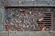 Gutter drain after rain full of cigarette butts