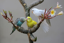 Three Parakeets (Melopsittacus Undulatus) Resting On A Frangipani Tree Trunk. 