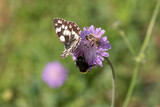 Fototapeta Dmuchawce - Schmetterling
