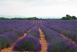 Fototapeta Lawenda - Blooming Lavender field