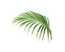 Tropical Green Palm Leaf Isolated On White For Summer Background
