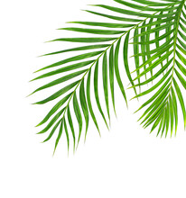 Green Leaves Of Palm Tree Isolated On White Background
