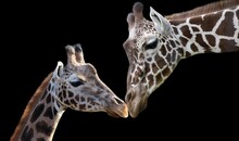 Mom And Baby Giraffe Closeup On The Dark Background