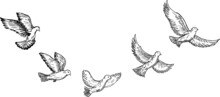 Banner With Hand Drawing White Doves Or Doves. Vector Illustration Of A Dynamic Flying Pigeon. Monochrome Black And White Sketch. Perfect Tattoo Or T-shirt Print.
