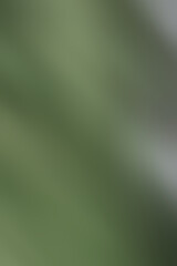 Wall Mural - a blurred color light texture overlay background