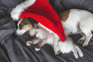 Wall Mural - Cat in christmas hat and dog