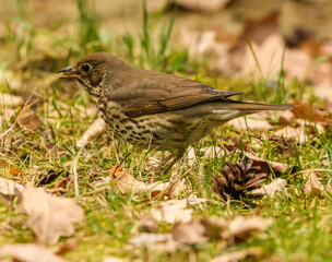 Wall Mural - song thrush (Turdus philomelos) eating earthworm