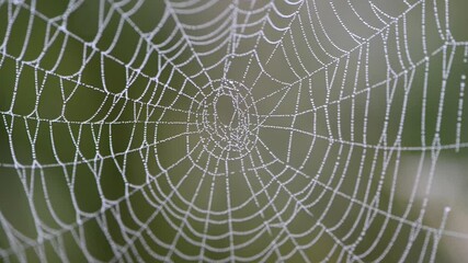 Macro shot of a spiderweb covered in morning dew.