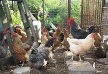Motley-Colored Country Rooster Of The Dominant Breed In The Backyard Surrounded By Chickens