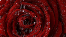 Beautiful Rose Bloom With Water Drops. Macro Background.