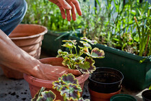 Gardening Activity On The Sunny Balcony  -  Repotting The Plant Three-coloured Geranium - Pelargonium Tricolour With Decorative Red, Yellow And Green Leaves.
