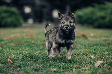  Small puppy is walking on the lawn.
