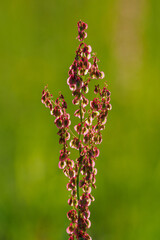 Sticker - Red fruit with seeds on the stem of the sorrel.