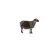 Watercolor sheep on white background. Farm animal. Illustration. Isolated.