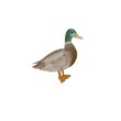 Watercolor duck on white background. Bird.  Farm animal. Illustration. Isolated.