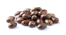 Castor Oil Seeds In Closeup On White Background