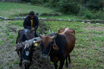 an indian farmer cultivating farm with the help of cows