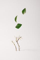 Small tree branch with green leaves flying off in the air on a beige background. Climate change creative concept