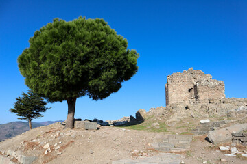 Wall Mural - tree on the ruins of ancient city Pergamon acropolis in Turkey