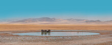 Amazing African Elephants Concept - African Elephants Standing Near Lake In Etosha National Park, Namibia