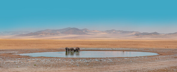 Amazing african elephants concept - African elephants standing near lake in Etosha National Park, Namibia