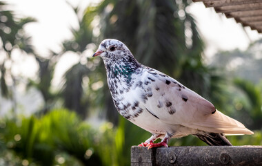 Wall Mural - A beautiful white domestic pigeon standing alone on a wooden loft