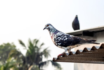 Wall Mural - Common homing pigeon standing on a wavy aluminum sheet under the cloudy sky