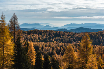 Autumn forest in Asiago plateau in Italy