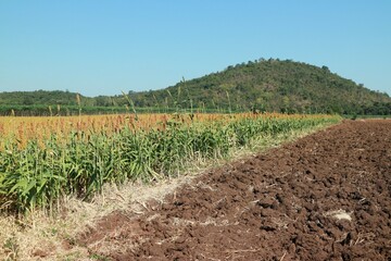 Poster - Landscape sorghum ranch is an important forage in the United States and Australia. Can be cooked either by boiling it for making porridge or baking bread or brewing beer. Selectable focus