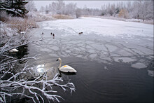 Swan Swimming In The Frozen Lake In Winter
