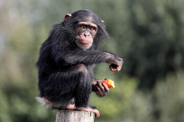 Wall Mural - close up shot of chimpanzee (pan troglodytes) in habitat