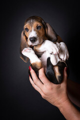 Wall Mural - French basset artesien normand puppy held in hands against a black background